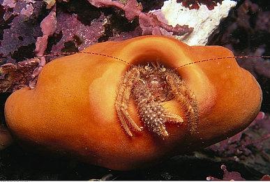 马来西亚女星林明祯受邀出演Xbox中文宣传片